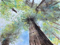 Rainforest Loop: Look Up, Folded Art Card